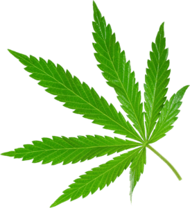 CBD: What Is It? | Eclectic Evelyn